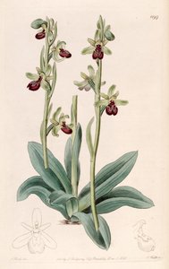 Illustration of Ophrys sphegodes